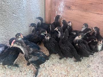 Galletti Marans galline