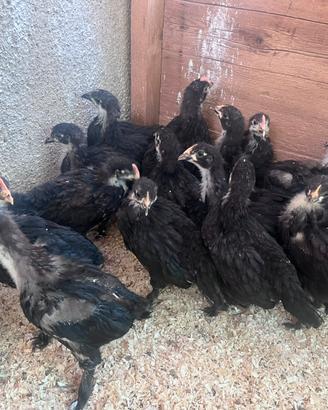 Galletti Marans galline
