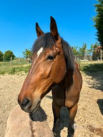 Cavallo