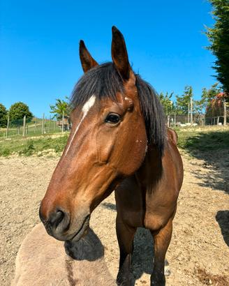 Cavallo