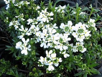 vaso grigio con piante diverse BIO 4 stagioni