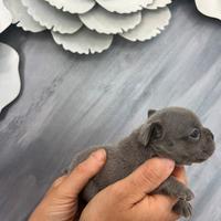 Cuccioli Bulldog Francese