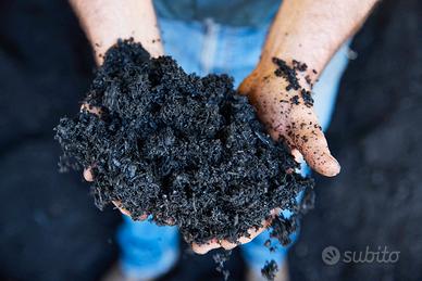 Biochar fertilizzante concime biologico carbone