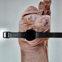 Smartwatch samsung watch 6 44mm