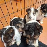 Fox terrier a pelo ruvido