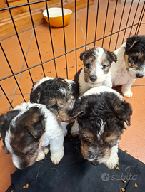 Fox terrier a pelo ruvido