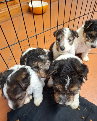Fox terrier a pelo ruvido