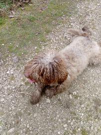 Lagotto romagnolo