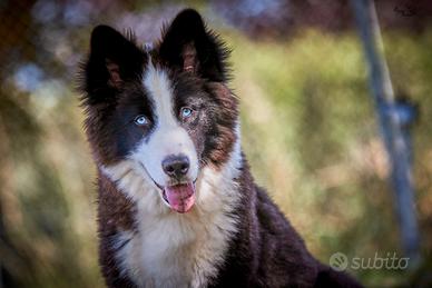 Yakutian Laika di 5 mesi