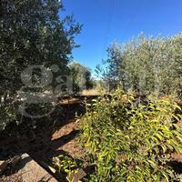 Terreno Agricolo Ostuni [Cod. rif 3253413VCG]