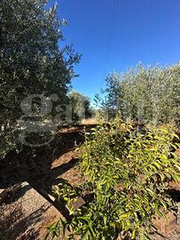 Terreno Agricolo Ostuni [Cod. rif 3253413VCG]