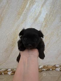 Cucciolo maschio nato il 9 marzo
