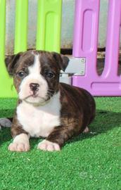 Cucciola di Staffordshire bullterrier alta genealo