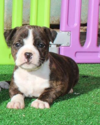 Cucciola di Staffordshire bullterrier alta genealo