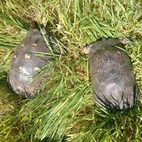 Tartarughe di terra marginataa