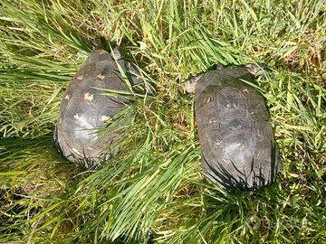 Tartarughe di terra marginataa