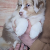 Femmina red merle pastore australiano pedigree