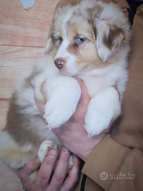Femmina red merle pastore australiano pedigree