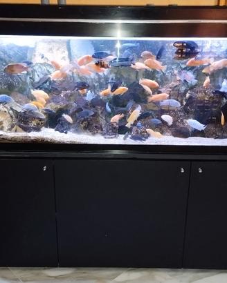 acquario