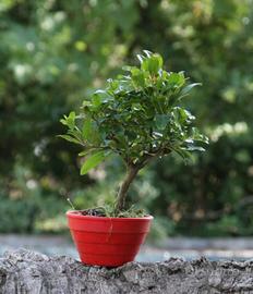 Bonsai Melograno
