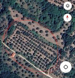 Terreno con olive Capriati a Volturno