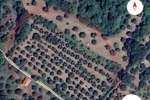 Terreno con olive Capriati a Volturno