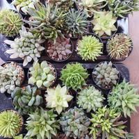 Piante grasse Haworthia