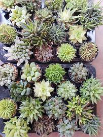 Piante grasse Haworthia