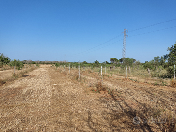 Terreno Agricolo