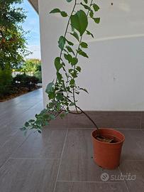  Bonsai dal movimento unico