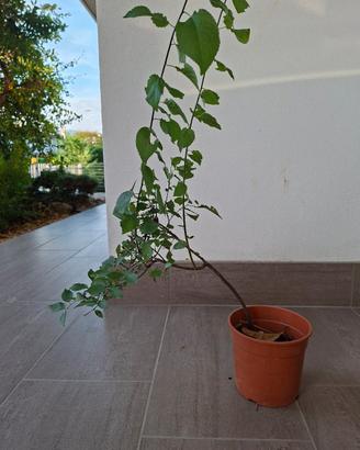  Bonsai dal movimento unico