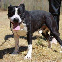 American Staffordshire Terrier in adozione