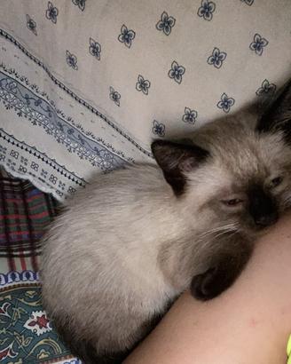 Gattina Siamese