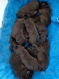 Labrador Retriever Chocolate