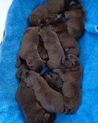 Labrador Retriever Chocolate