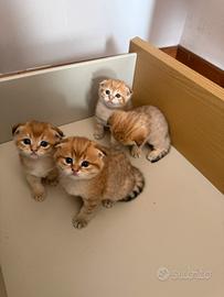 Cuccioli Scottish Fold
