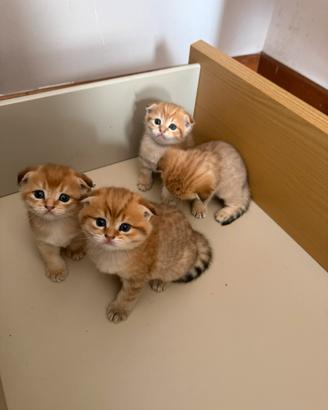Cuccioli Scottish Fold