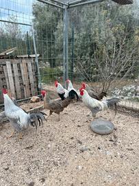 Galli galline livornesi ovaiole