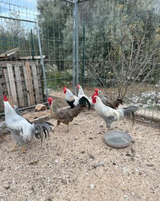 Galli galline livornesi ovaiole
