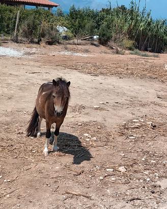 Cavallino