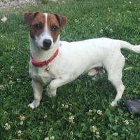 Maschio jack russell accoppiamento