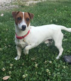 Maschio jack russell accoppiamento