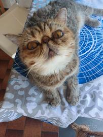 Gattina Esotica