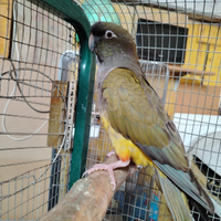 Conuro della Patagonia