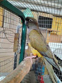 Conuro della Patagonia