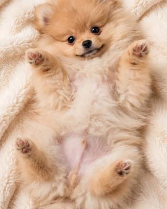 spitz tedesco nano - Pomeranian 