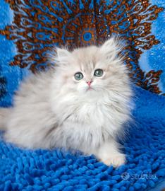 Gattina British longhair
