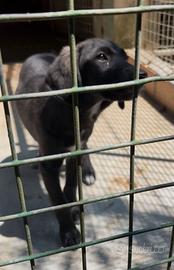 Dolcissima cucciola 3 mesi taglia media