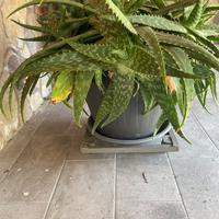 Vaso di piante di aloe