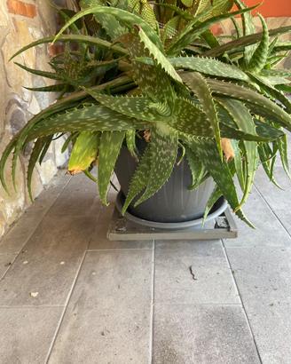 Vaso di piante di aloe